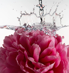 Glossy Shave Oil - Glossy Bloom Refined Perspective